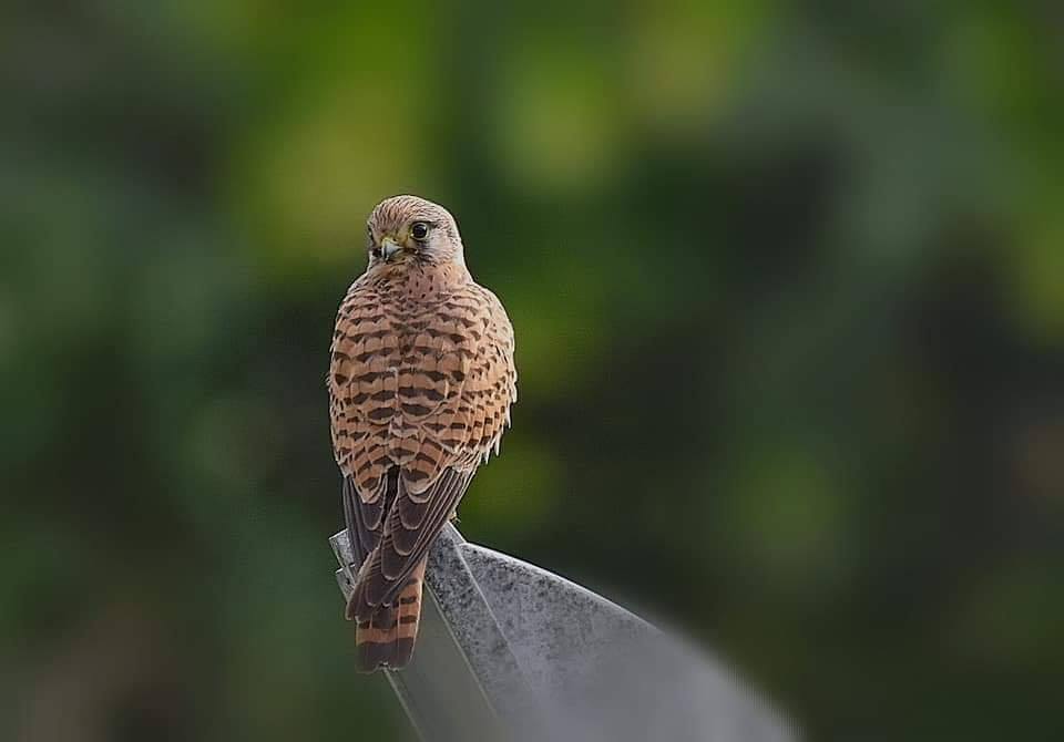 Gheppio - Common Kestrel (Falco tinnunculus). Photo by Ringo Iamunno Gheppio - Common Kestrel (Falco tinnunculus). Photo by Ringo Iamunno