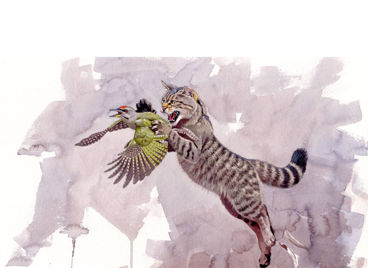 Our first workshop of wildlife art with Szabolcs Kókay! | K' Nature