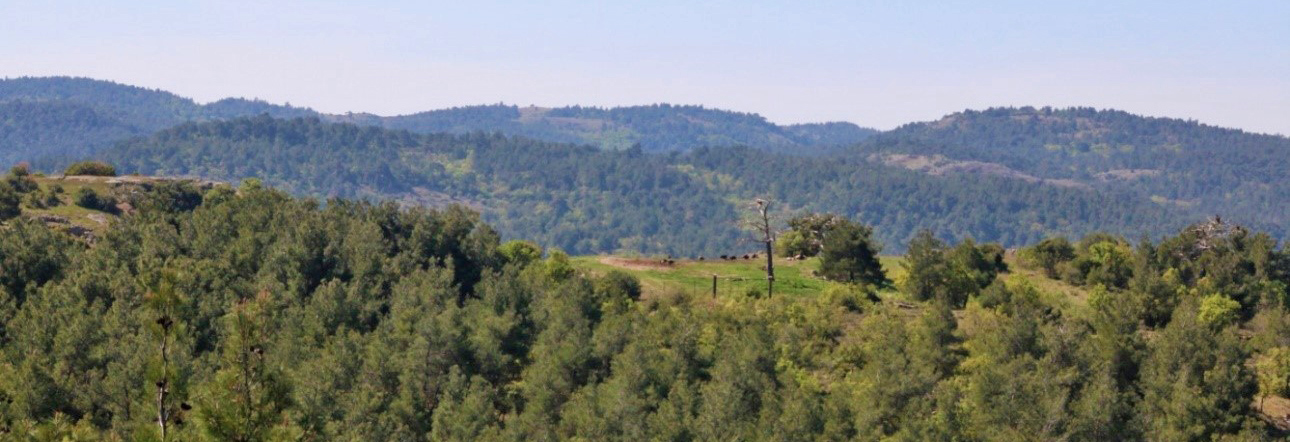 Foresta-dadia