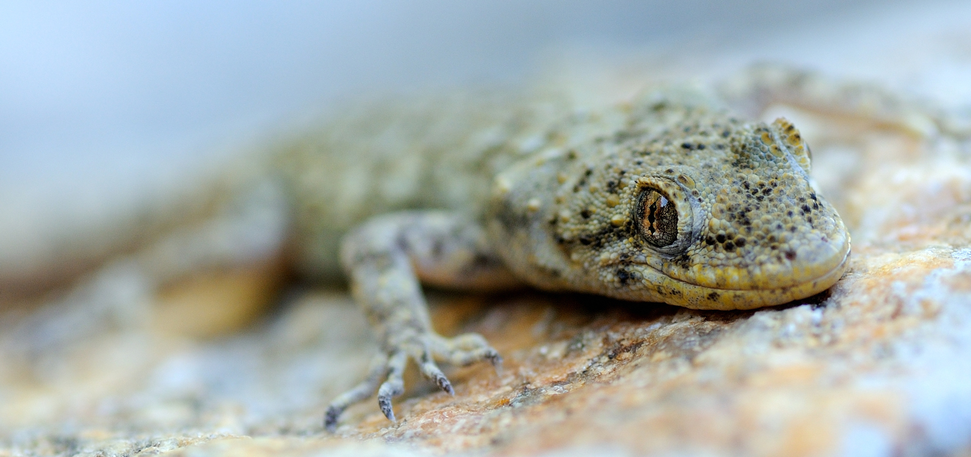 Mediodactylus-kotschyi---Geco-di-Kotschy---Kerkini-Lake-(1)