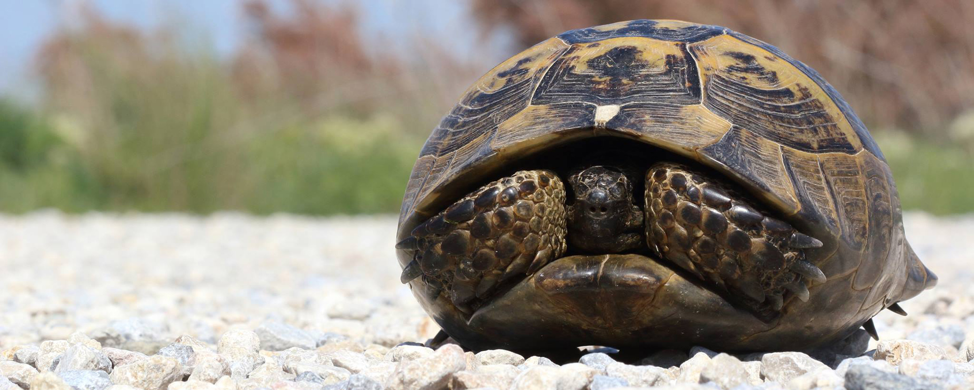 Testudo-graeca
