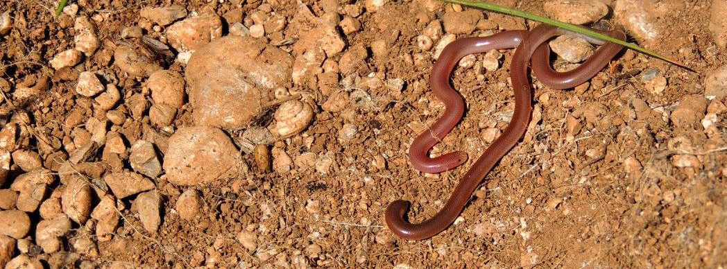Worm-Snake