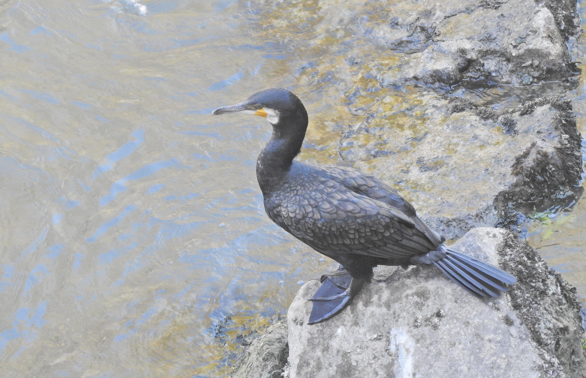 Cormorano