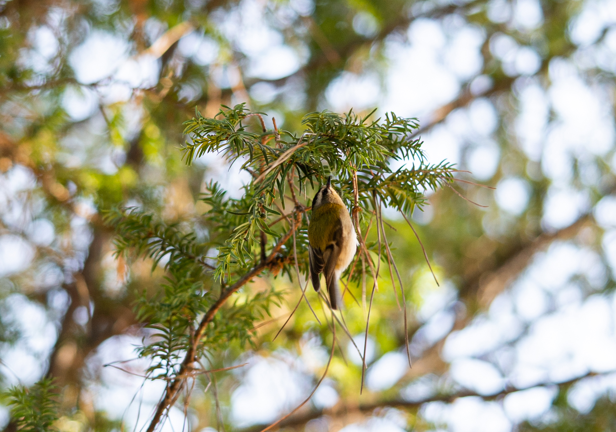 Fiorrancino - Firecrest (Regulus ignicapilla). Photo by Riccardo Mattea