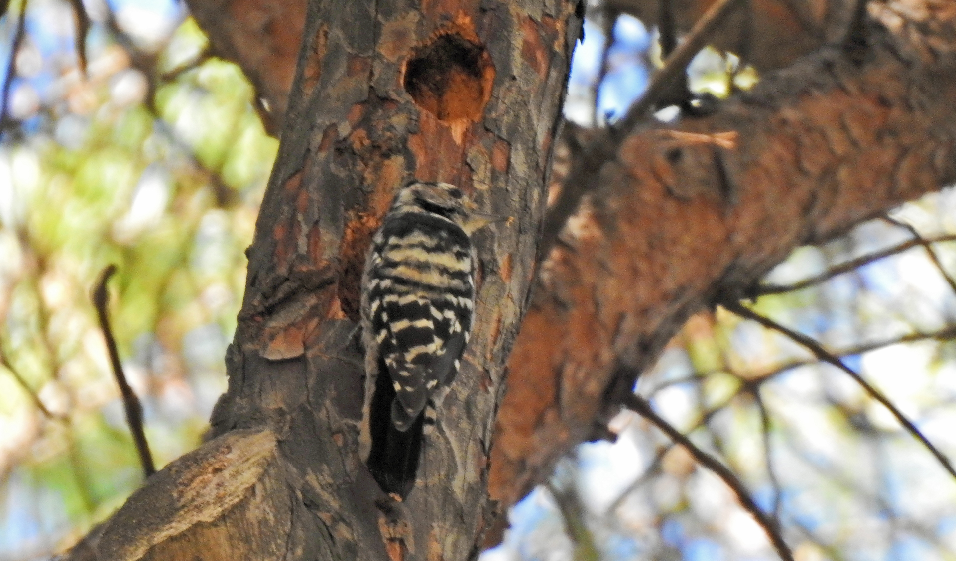 Picchio rosso minore - Lesser Spotted Woodpecker (Dendrocopos minor). Photo by Andrea Senese