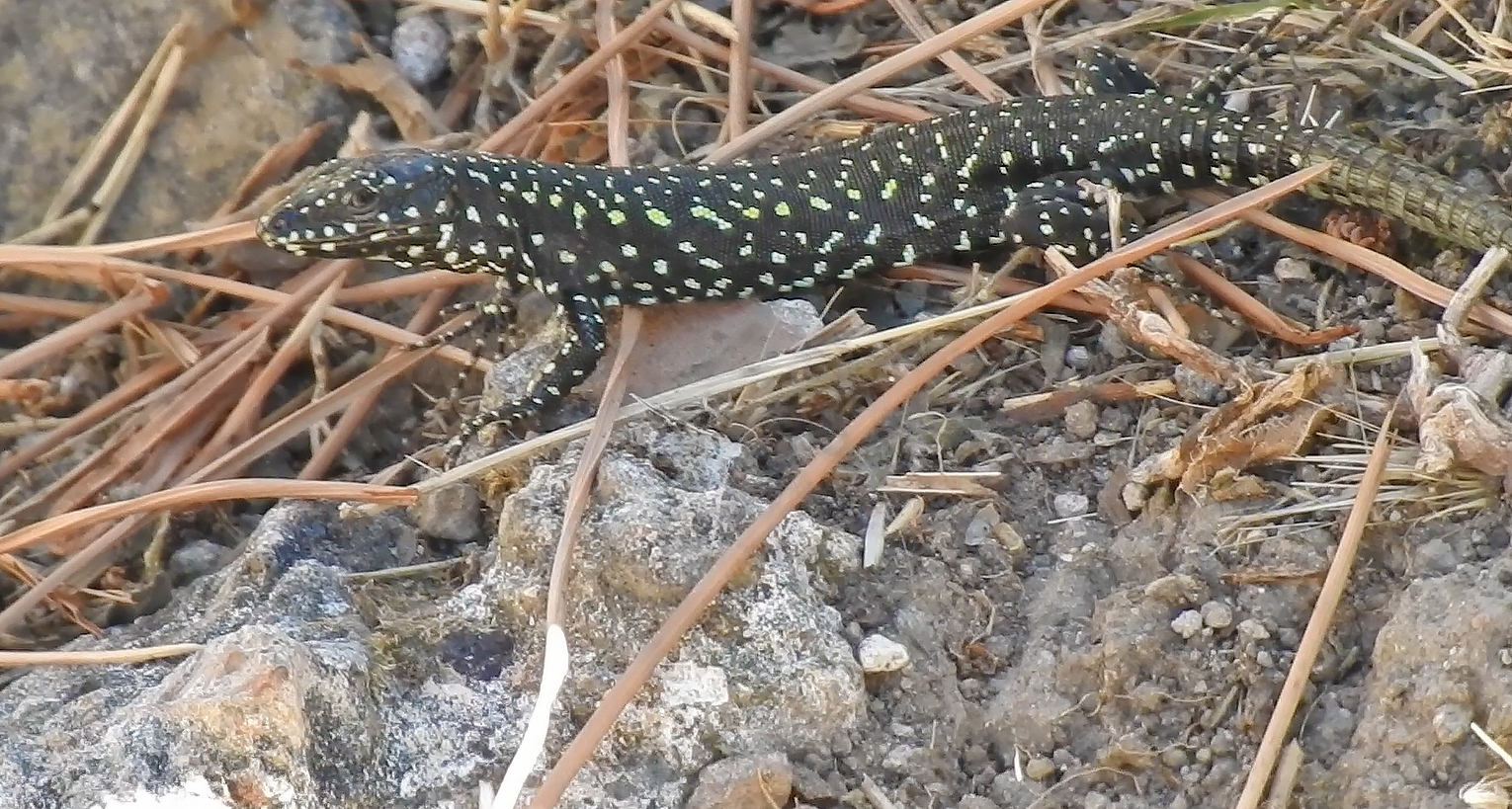 Podarcis-muralis