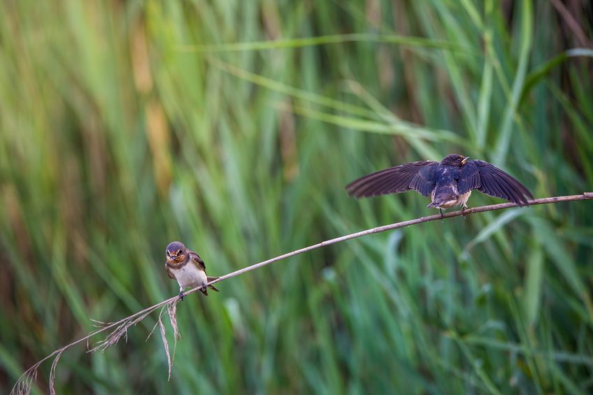 Birding Rome: late August among nesting and migratory birds | K' Nature