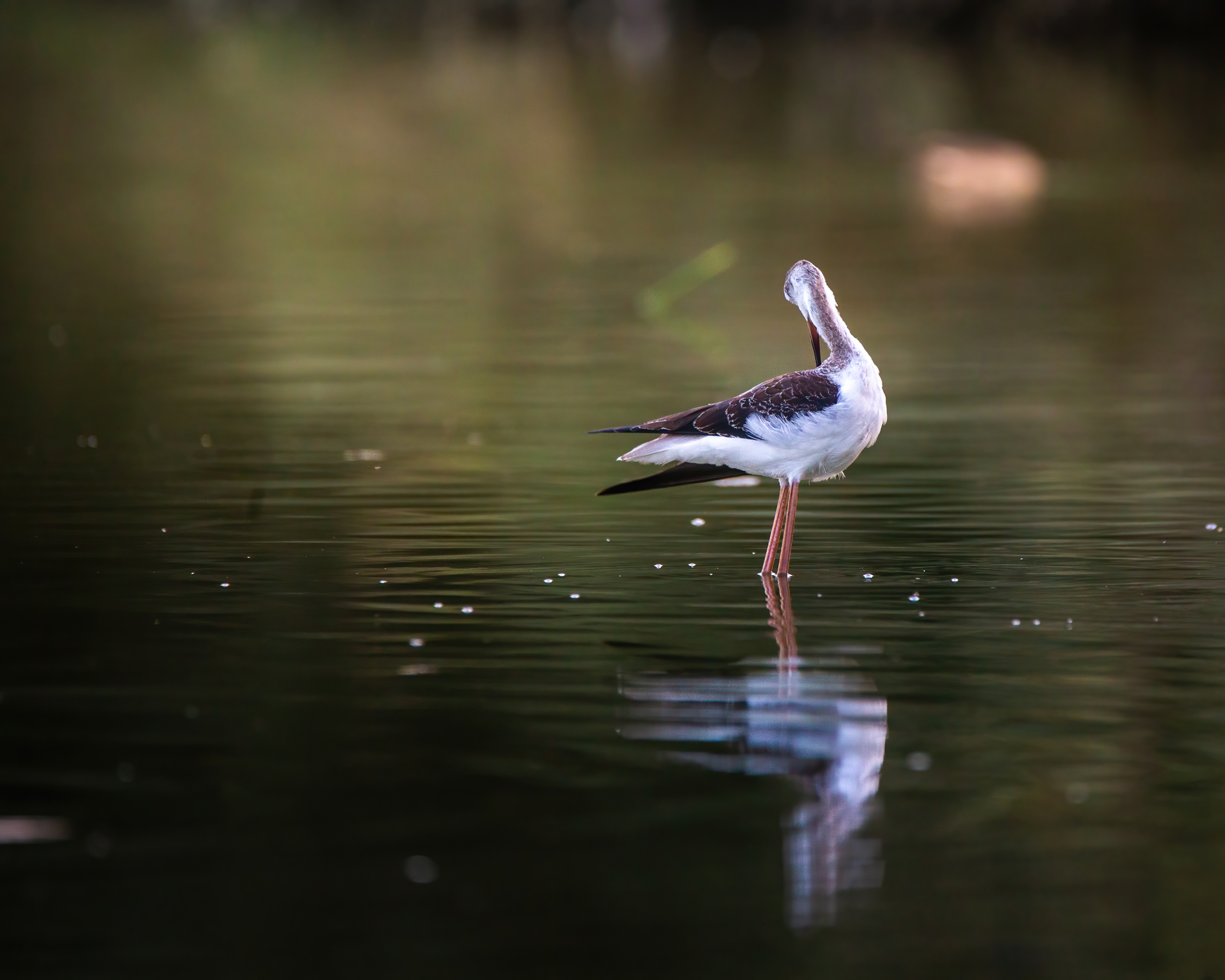 Cavaliere d'Italia - Black-winged Stilt (Himantopus himantopus). Photo by Francesco Simonetta