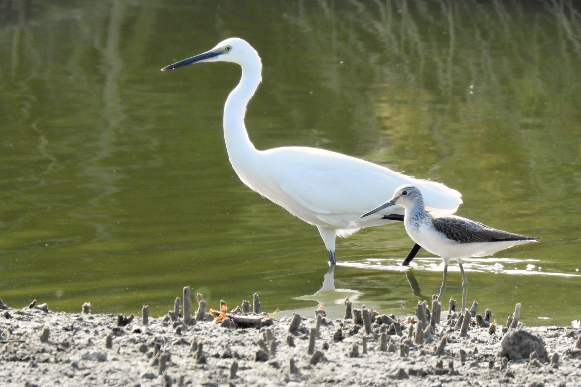 Birding Rome: one day in September among the Roman coastline and Tuscia ...