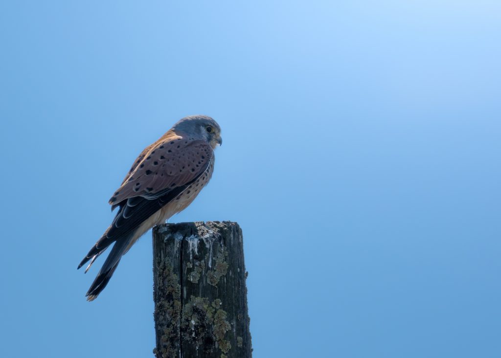 Birding Rome: last wintering and spring migratory birds at Circeo | K ...