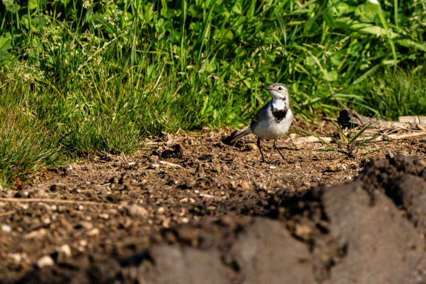 Birding Rome: bird photography along Circeo coastal wetlands | K' Nature