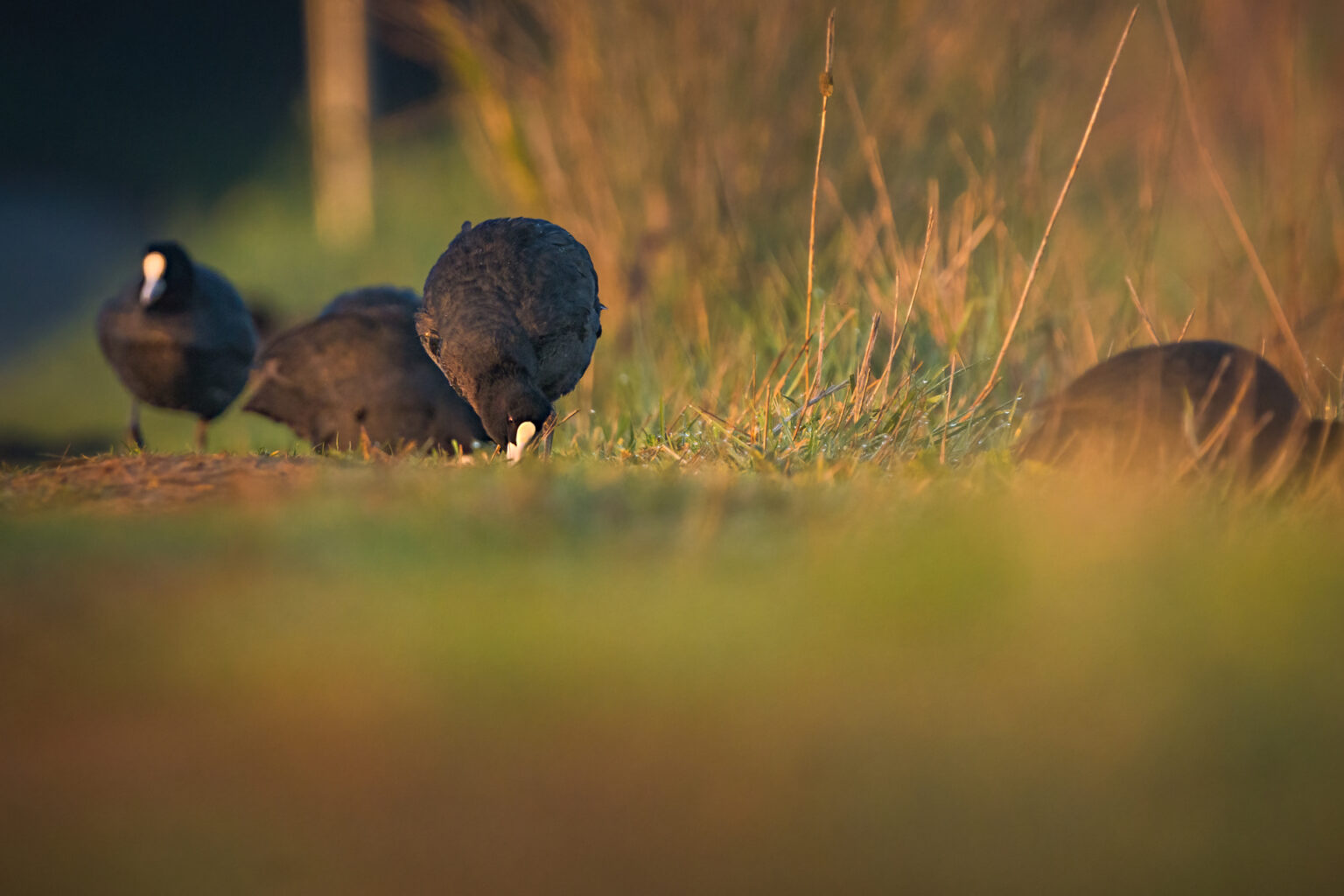 Birding Rome: bird photography along Circeo coastal wetlands | K' Nature