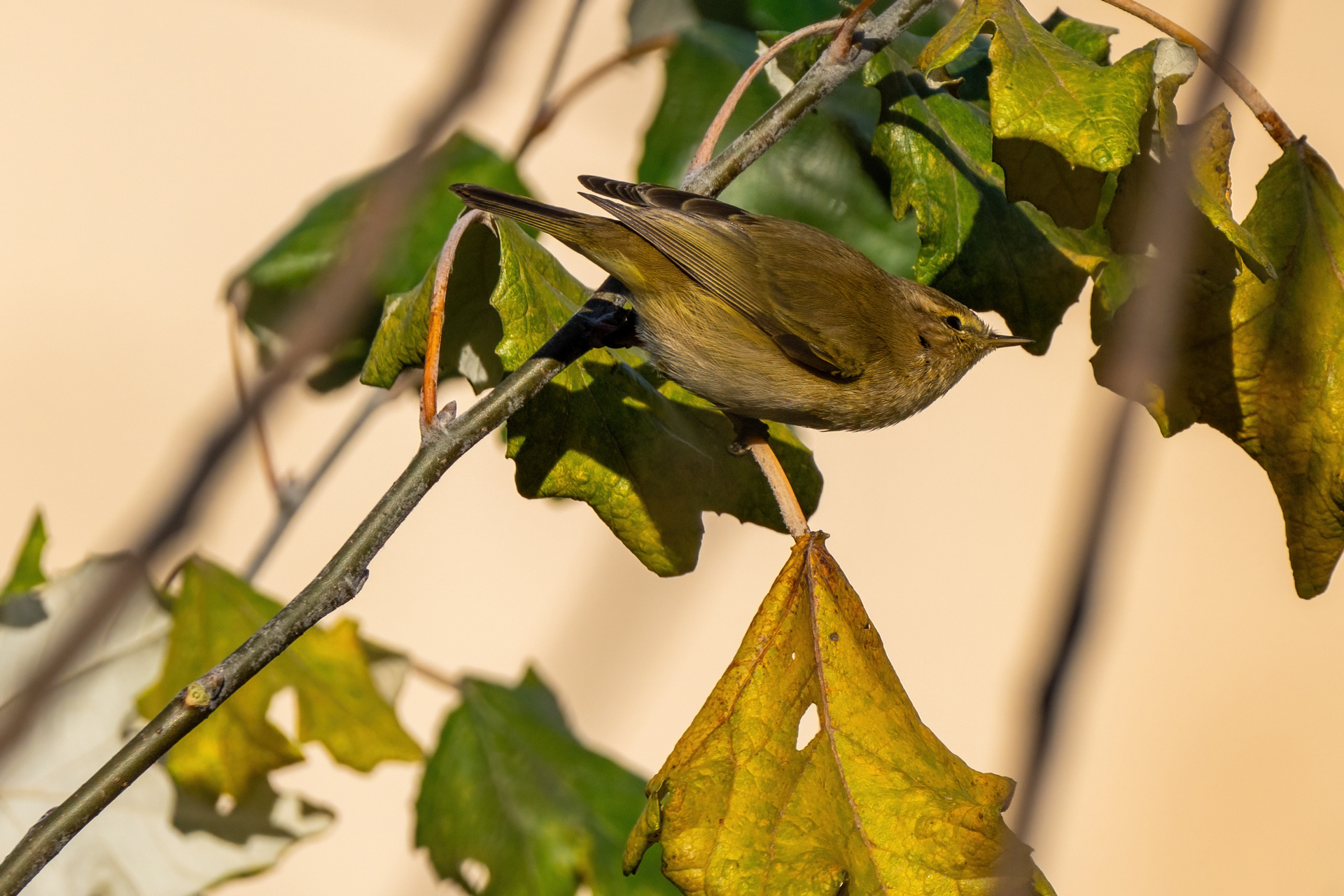 Urban birding in Rome: discovering Tiber river birdlife | K' Nature